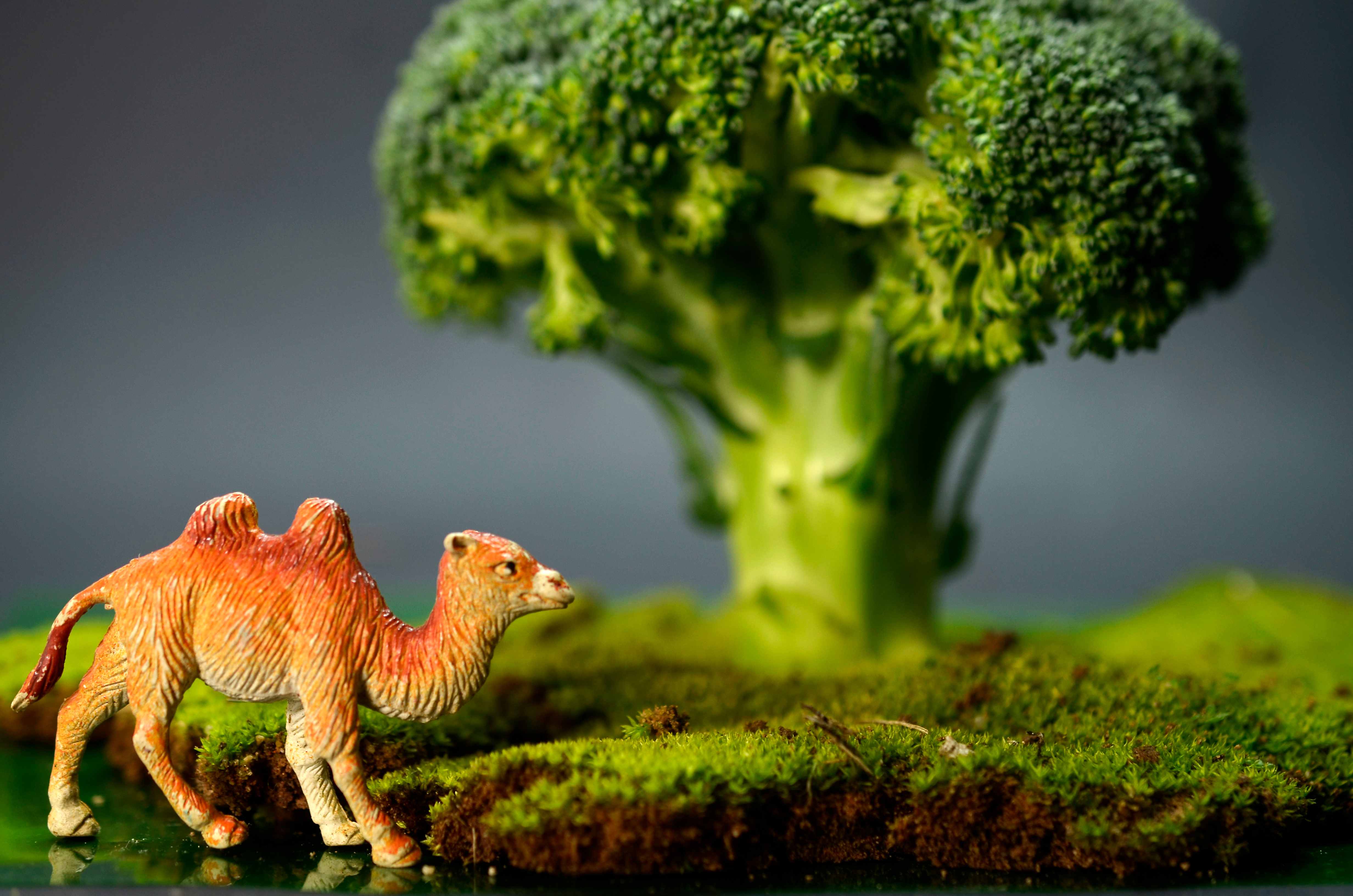 Транспорт веществ: роль белков